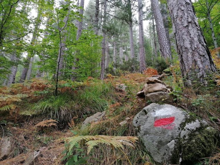View of the Tattone forest (GR20) during a private VTC transfer to Ajaccio airport