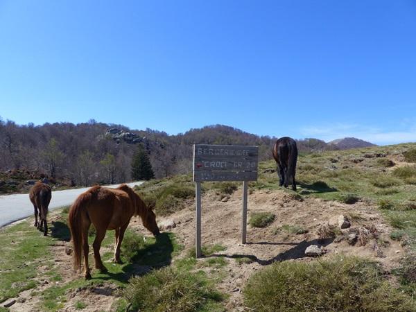 Private VTC transfer from Ajaccio airport to Quenza - Road to Croci sheepfolds